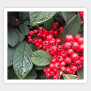 Red Christmas Berries of Harmony and Generosity Sticker